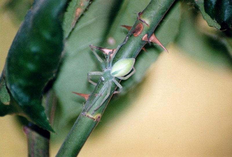 Micrommata virescens
